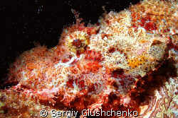 Scorpion fish by Sergiy Glushchenko 
